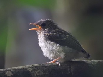 2021年7月3日(土) 四万川の野鳥観察記録