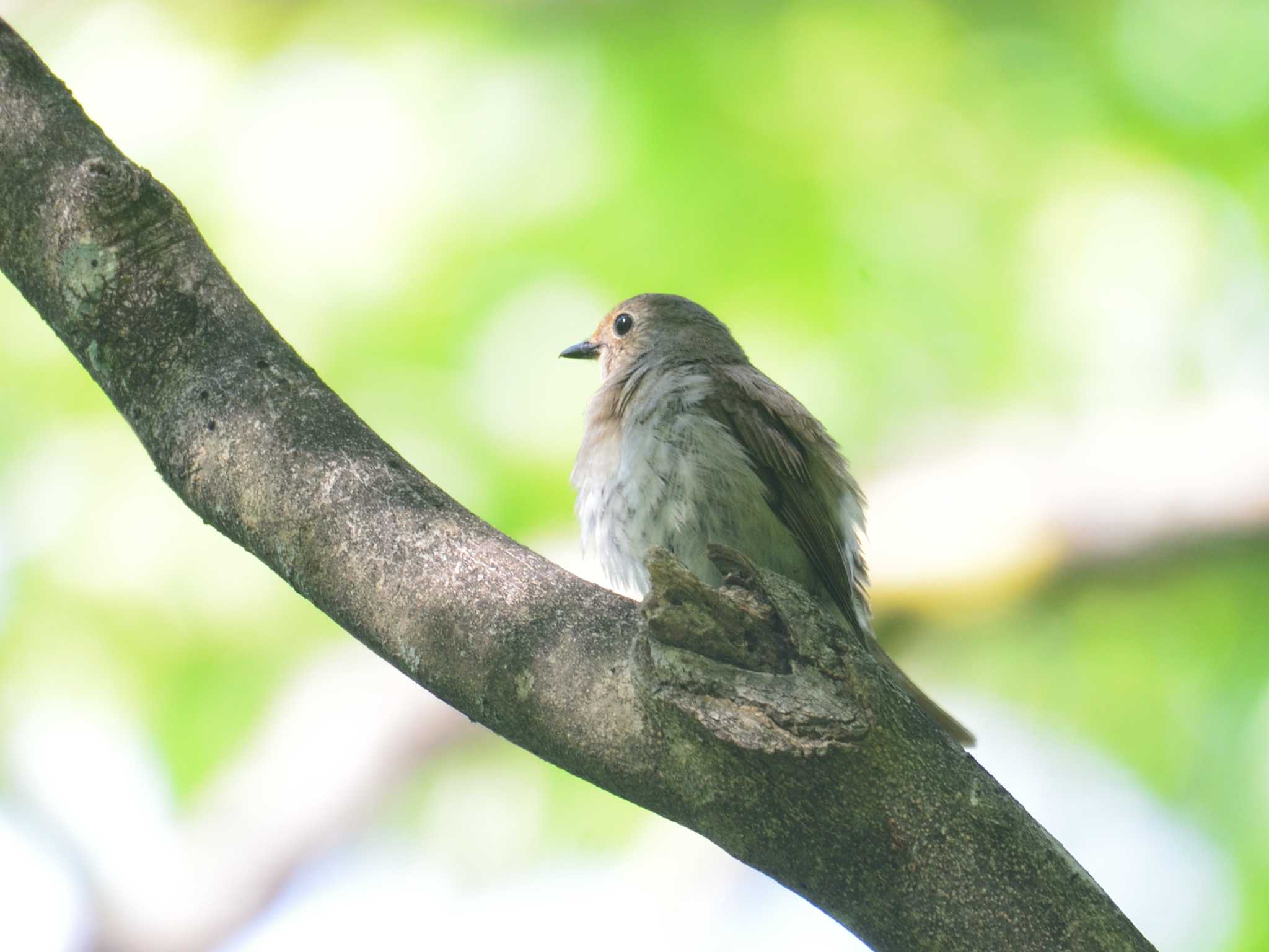 Blue-and-white Flycatcher