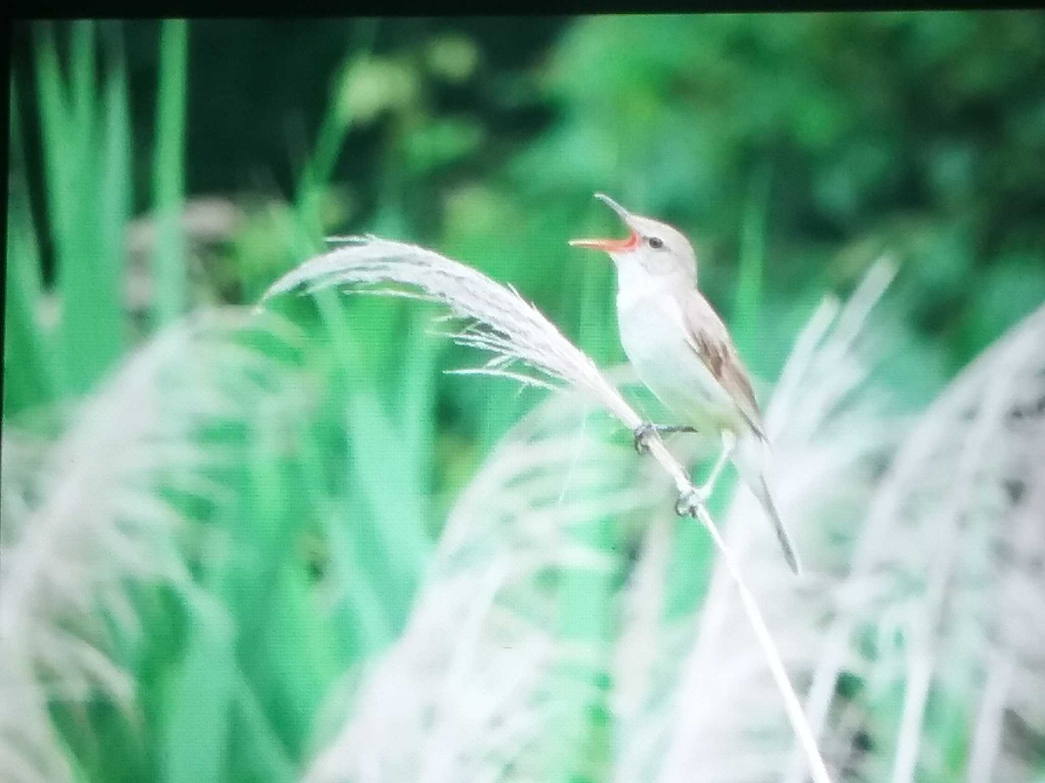 オオヨシキリ