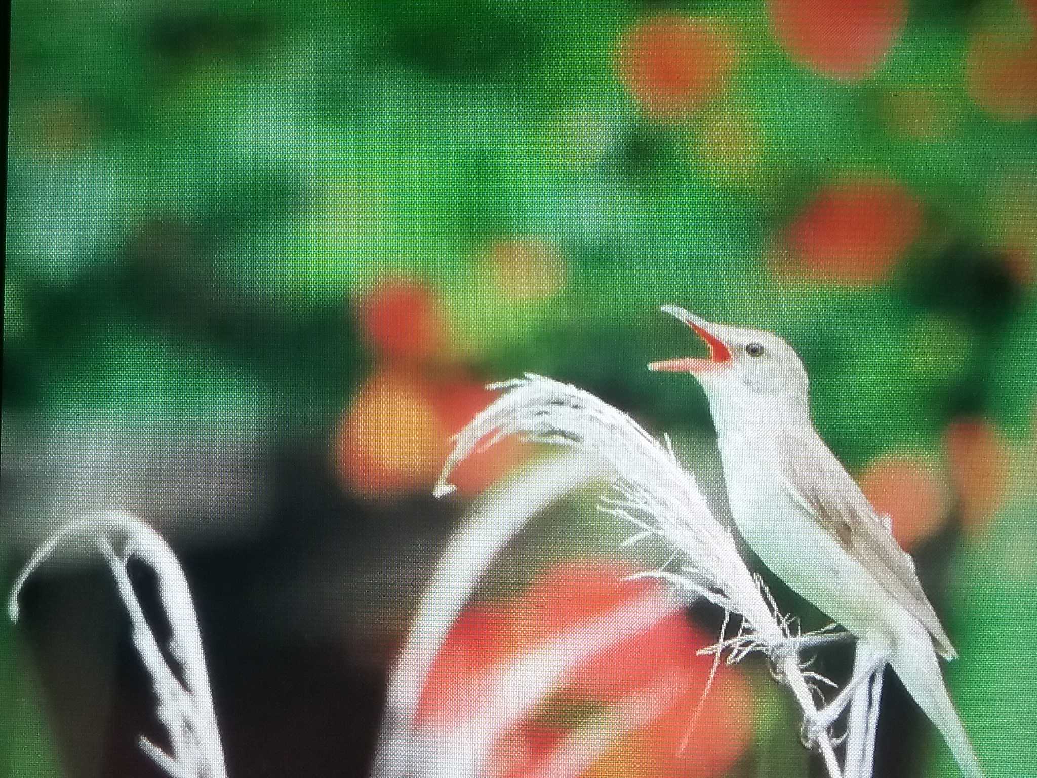 オオヨシキリ