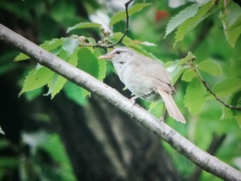 ウグイス 馬見丘陵公園 2021年7月4日(日)