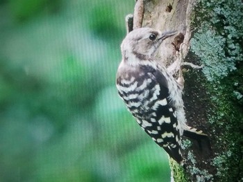 コゲラ 馬見丘陵公園 2021年7月4日(日)