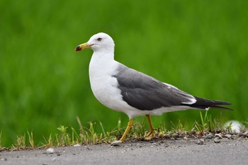 ウミネコ 荒浜漁港公園 2021年6月20日(日)