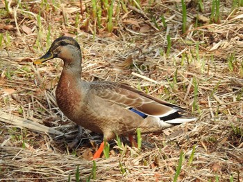 2016年3月25日(金) 石神井公園の野鳥観察記録