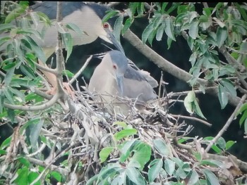 2021年7月4日(日) 垂仁天皇綾の野鳥観察記録