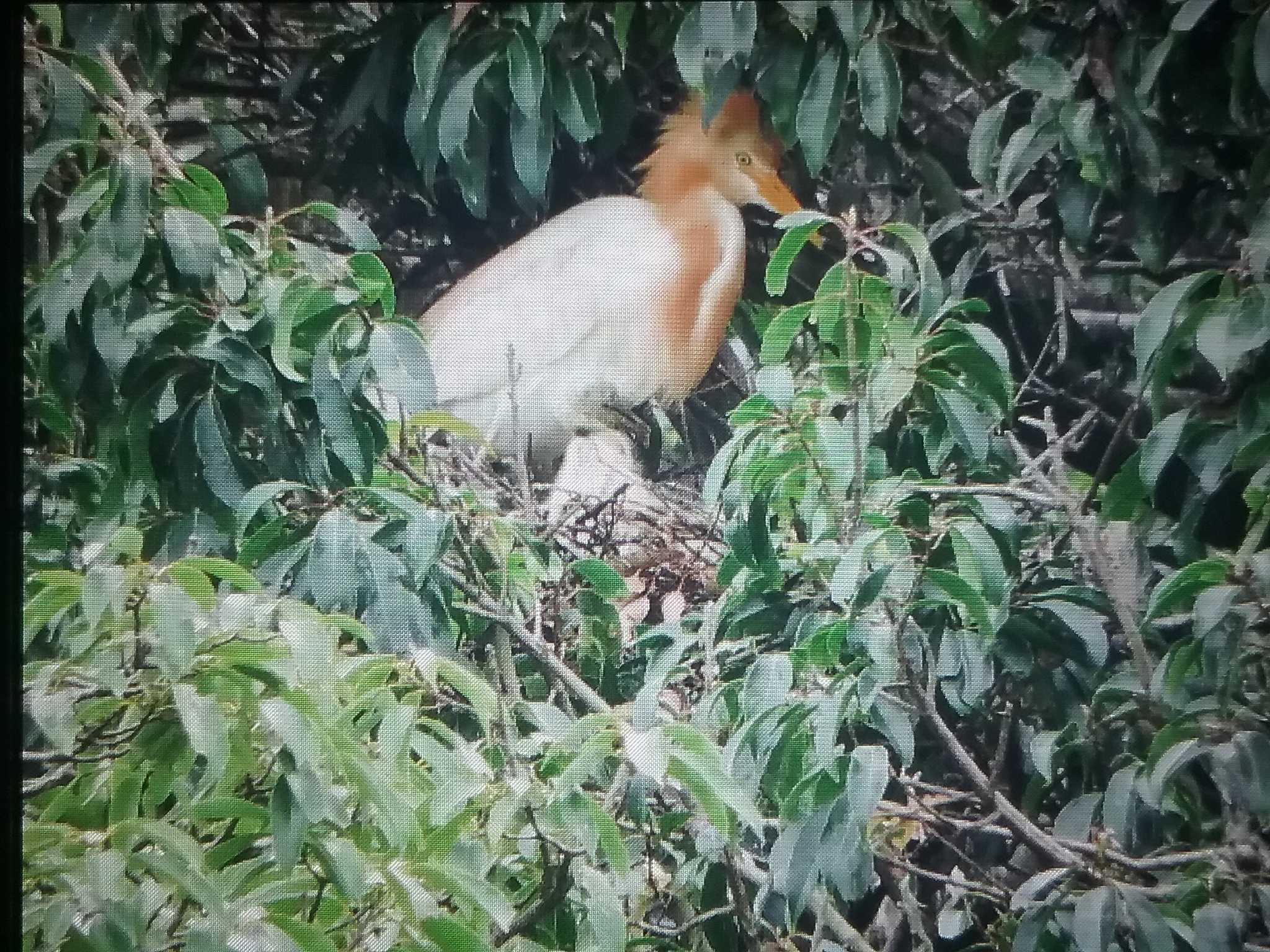 垂仁天皇綾 アマサギの写真 by おもち