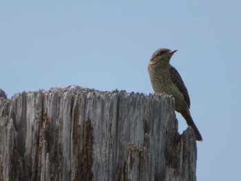 Sun, 7/4/2021 Birding report at 石狩川河口