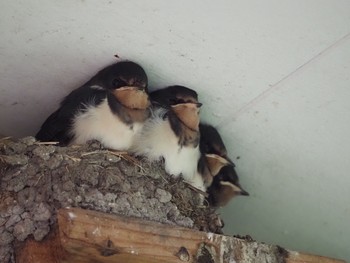 Barn Swallow Unknown Spots Sun, 7/4/2021