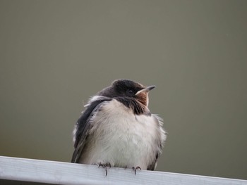 Barn Swallow Unknown Spots Sun, 7/4/2021