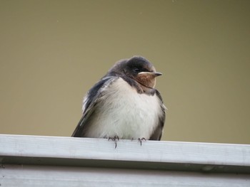 Barn Swallow Unknown Spots Sun, 7/4/2021