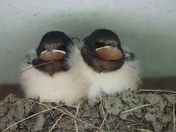 Barn Swallow Unknown Spots Sun, 7/4/2021