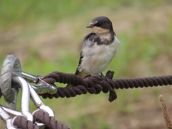 2021年7月5日(月) 葛西臨海公園の野鳥観察記録