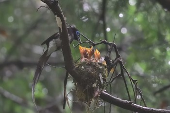 サンコウチョウ 鎌北湖 2021年7月5日(月)