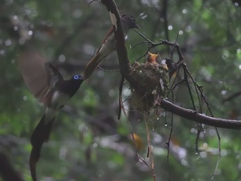 サンコウチョウ 鎌北湖 2021年7月5日(月)