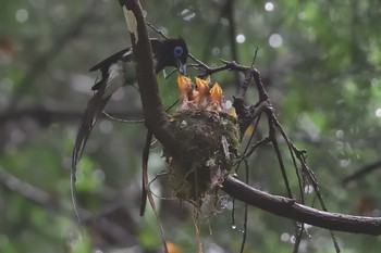 サンコウチョウ 鎌北湖 2021年7月5日(月)