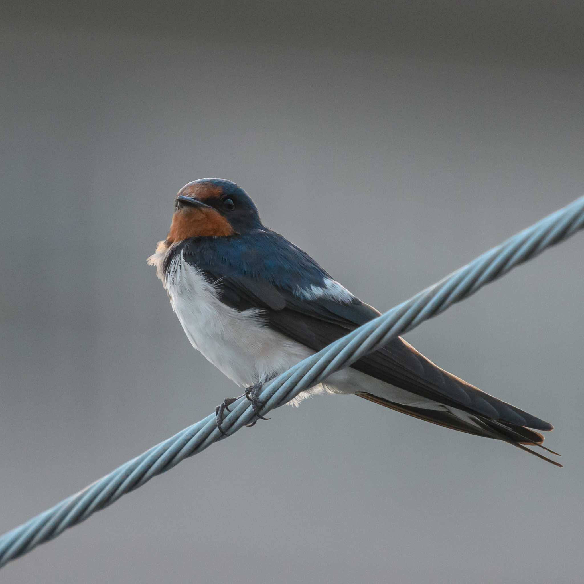 Photo of Barn Swallow at 吹田市 by やすべえ