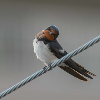 Barn Swallow 吹田市 Mon, 7/5/2021