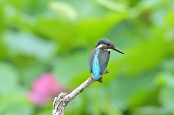 Common Kingfisher 蟹ヶ谷公園 Mon, 7/5/2021