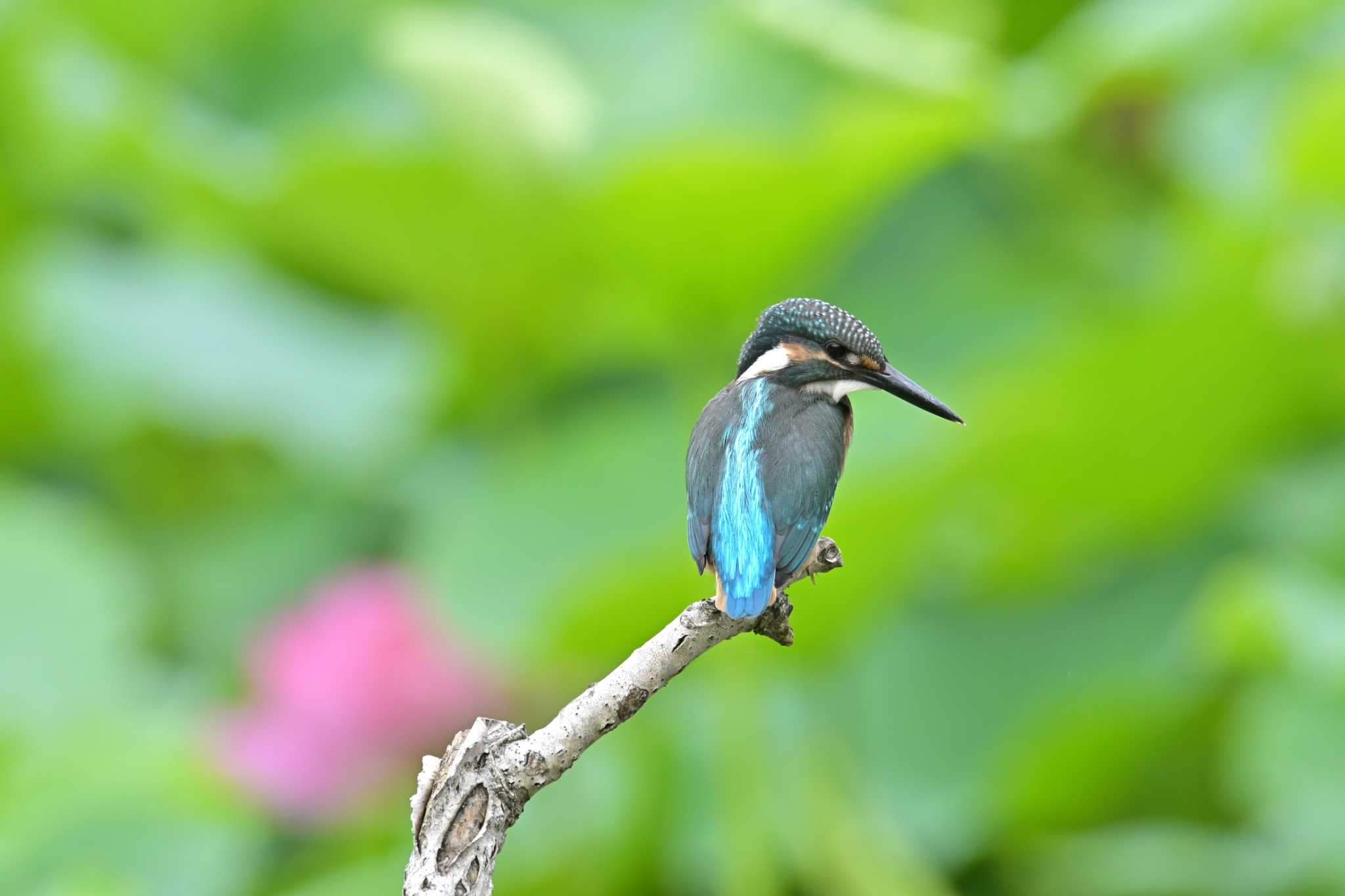 Photo of Common Kingfisher at 蟹ヶ谷公園 by Tosh@Bird