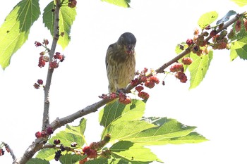 カワラヒワ 明石公園 2021年5月30日(日)