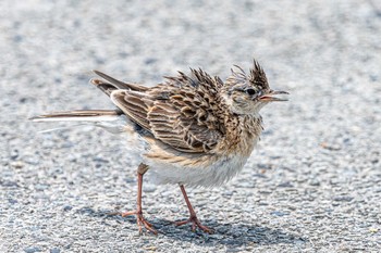 Eurasian Skylark 明石市大久保町 Wed, 6/23/2021