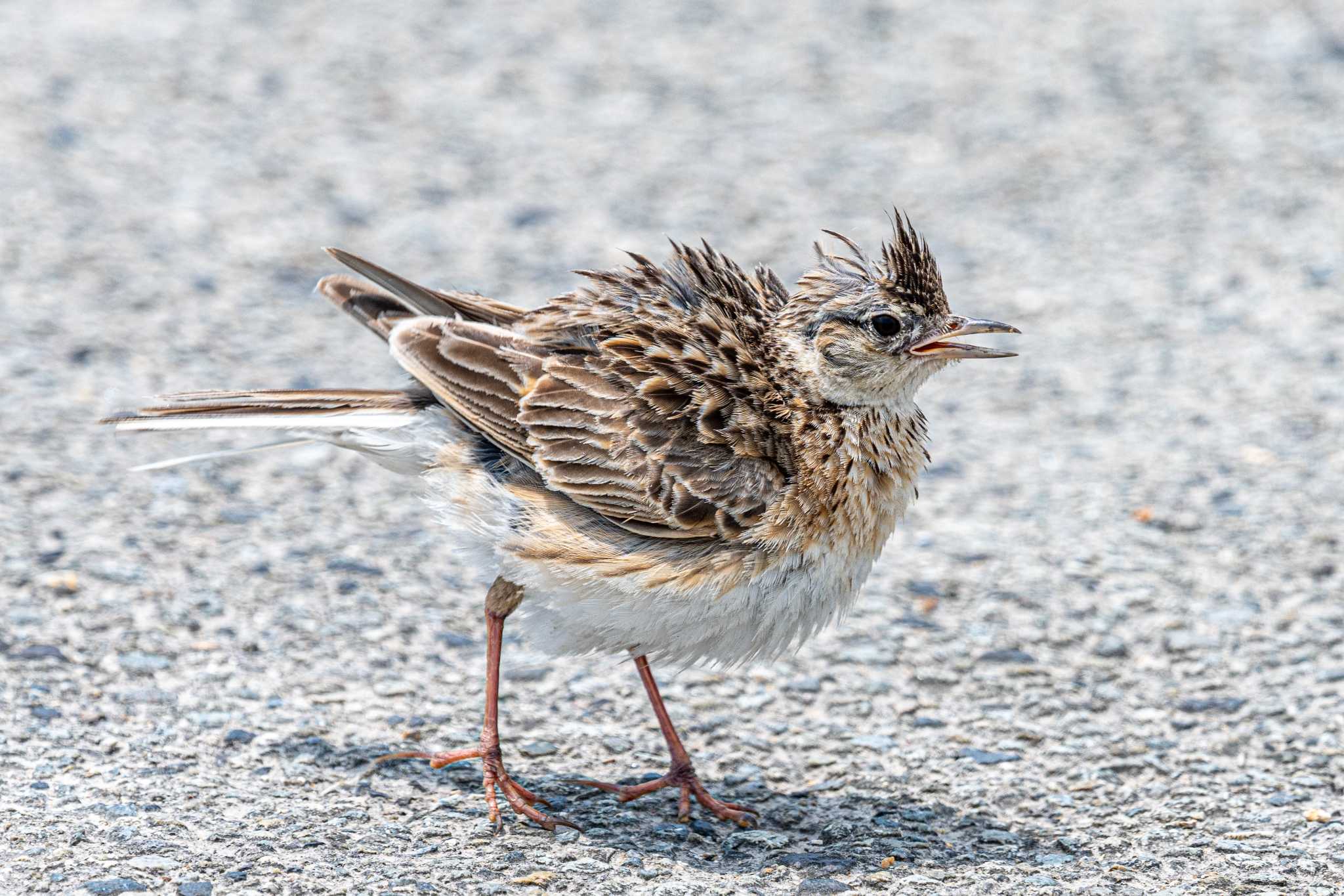 Photo of Eurasian Skylark at 明石市大久保町 by ときのたまお