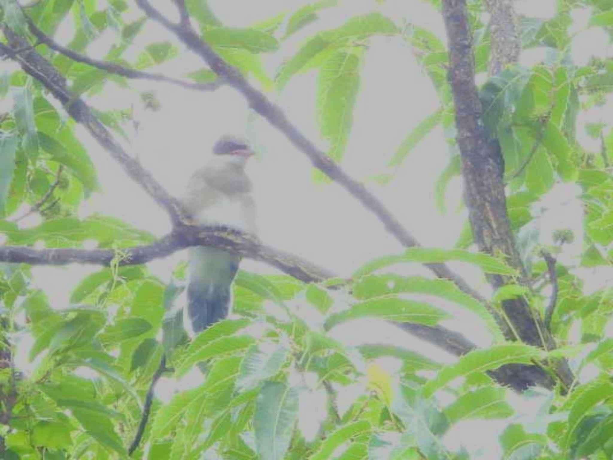 オナガ幼鳥露出オーバー　口が幼鳥らしくて可愛い