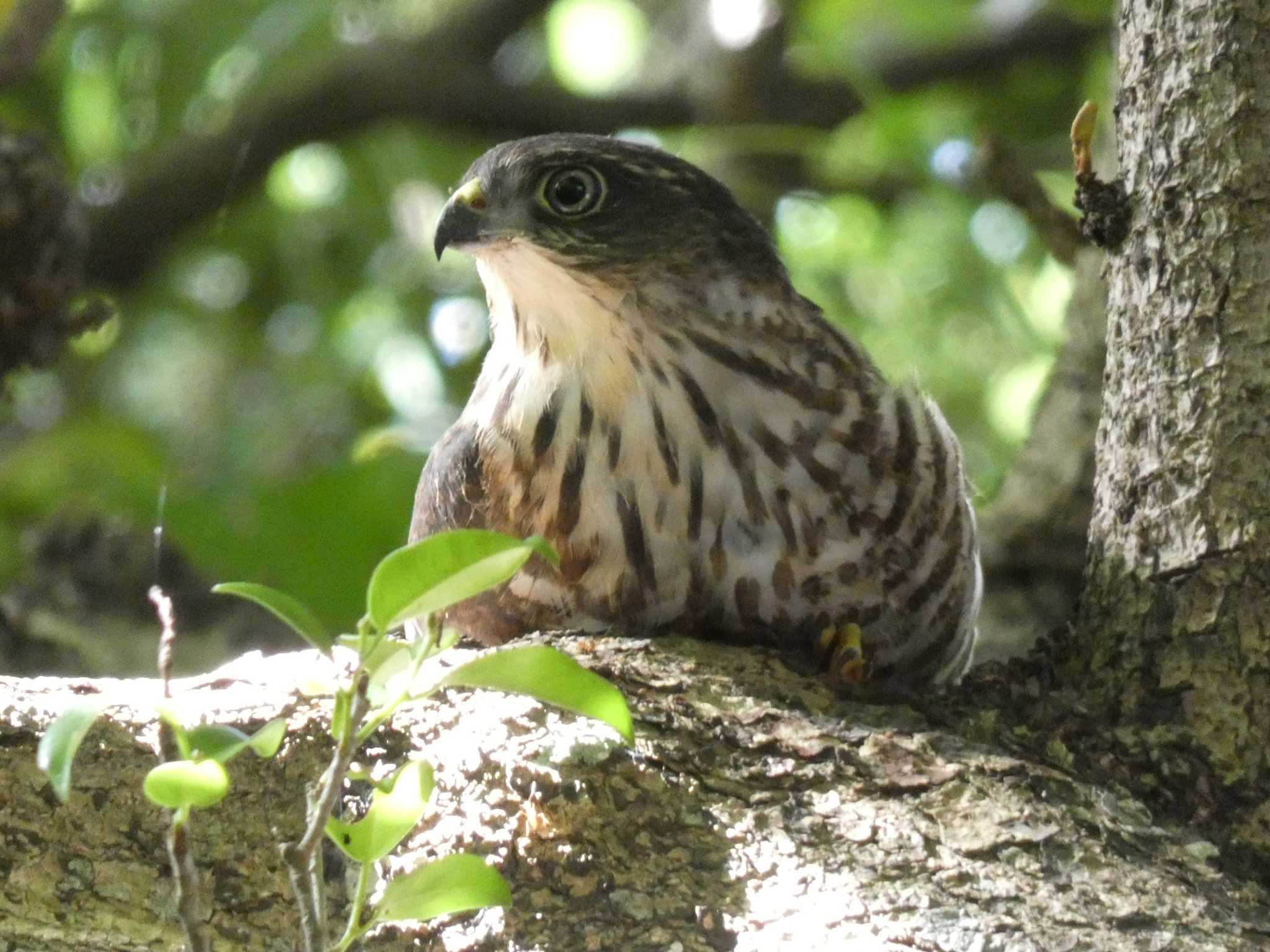 木の枝のコブになったつもり　リュウキュウツミ　若