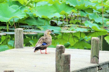 Eastern Spot-billed Duck Hattori Ryokuchi Park Mon, 7/5/2021