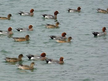 Eurasian Wigeon Unknown Spots Sun, 3/26/2017