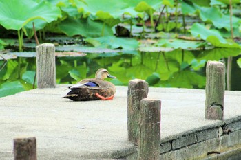 Eastern Spot-billed Duck Hattori Ryokuchi Park Mon, 7/5/2021