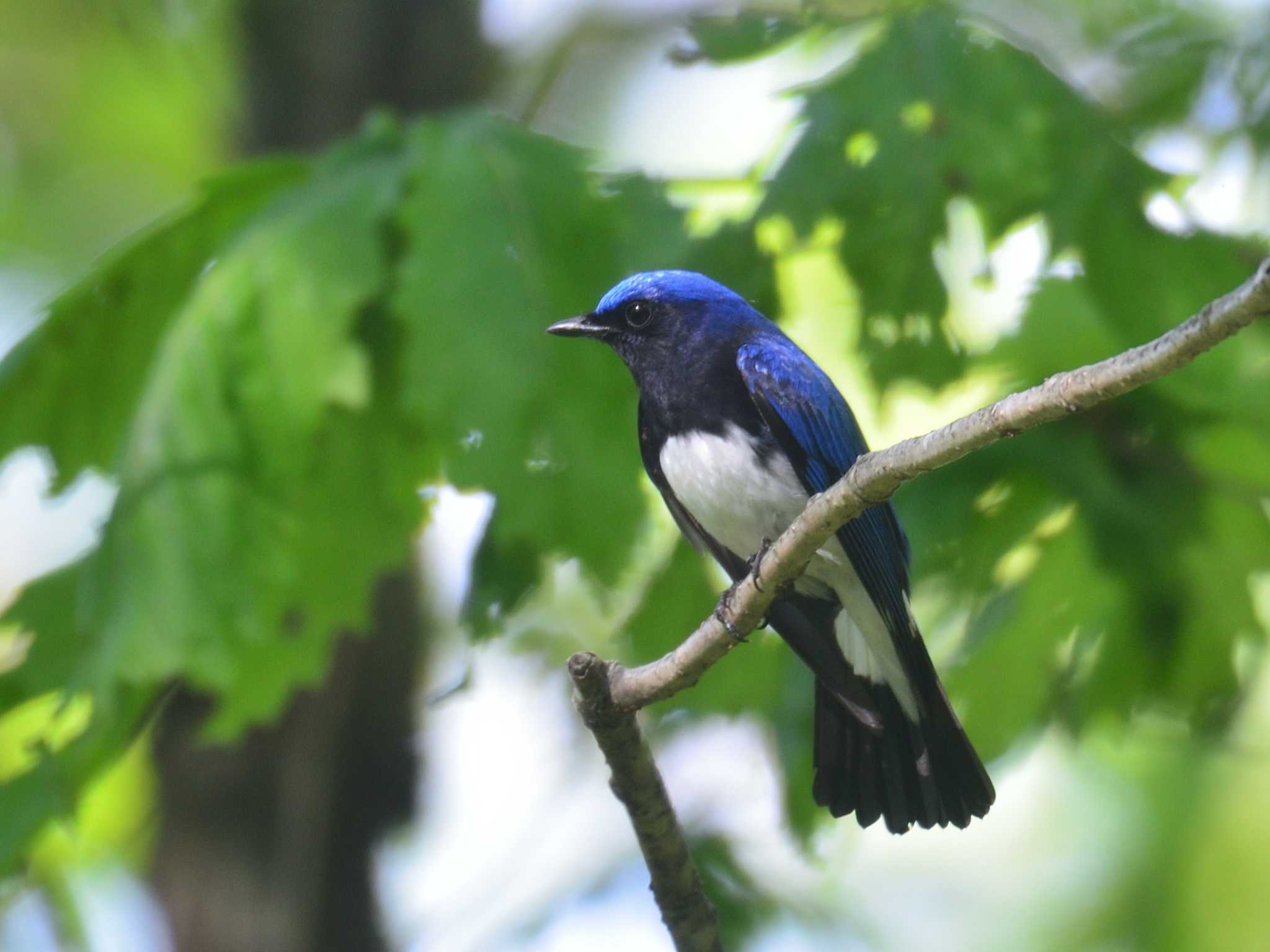 Photo of Blue-and-white Flycatcher at 伊香保森林公園 by 80%以上は覚えてないかも