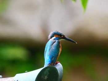 Common Kingfisher 岡山県 Sun, 7/4/2021