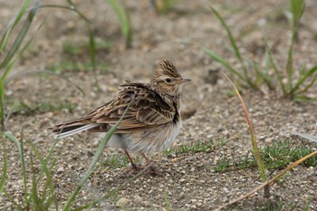 Eurasian Skylark