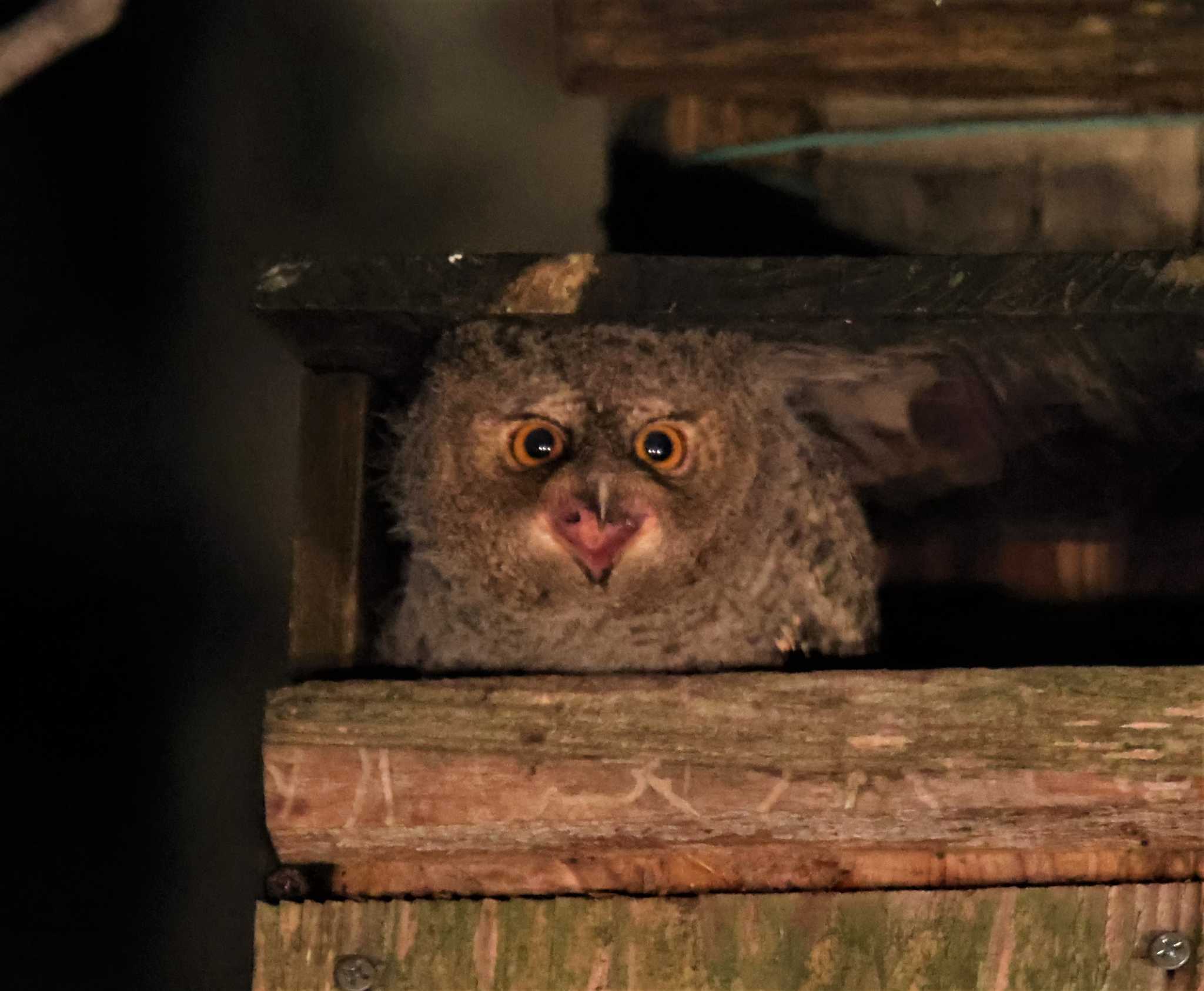 オオコノハズクのヒナ