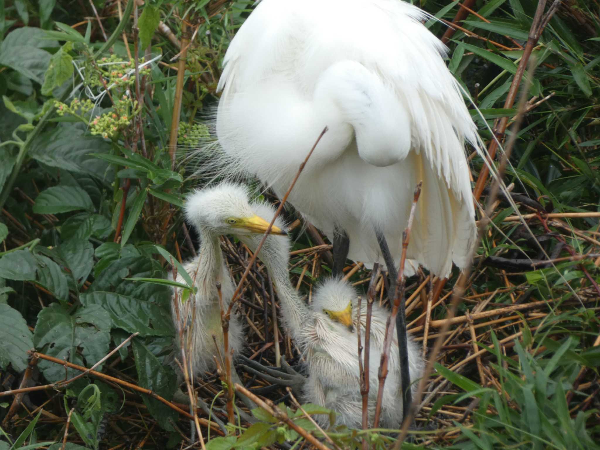 たぶんダイサギ