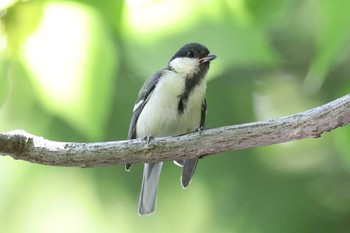 シジュウカラ 明石公園 2021年5月30日(日)