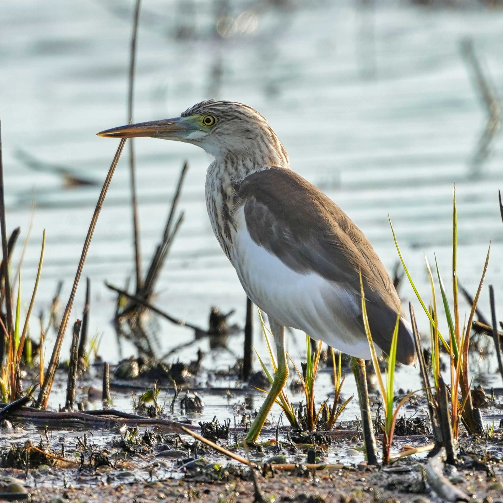 Bang Phra Non-Hunting area アカガシラサギの写真 by span265