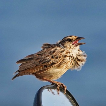 Indochinese Bush Lark Bang Phra Non-Hunting area Mon, 7/5/2021