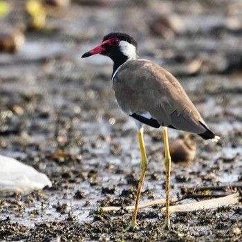 Red-wattled Lapwing Bang Phra Non-Hunting area Mon, 7/5/2021