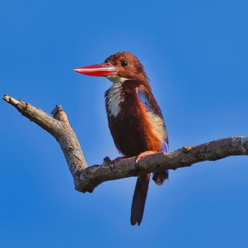 White-throated Kingfisher Bang Phra Non-Hunting area Mon, 7/5/2021