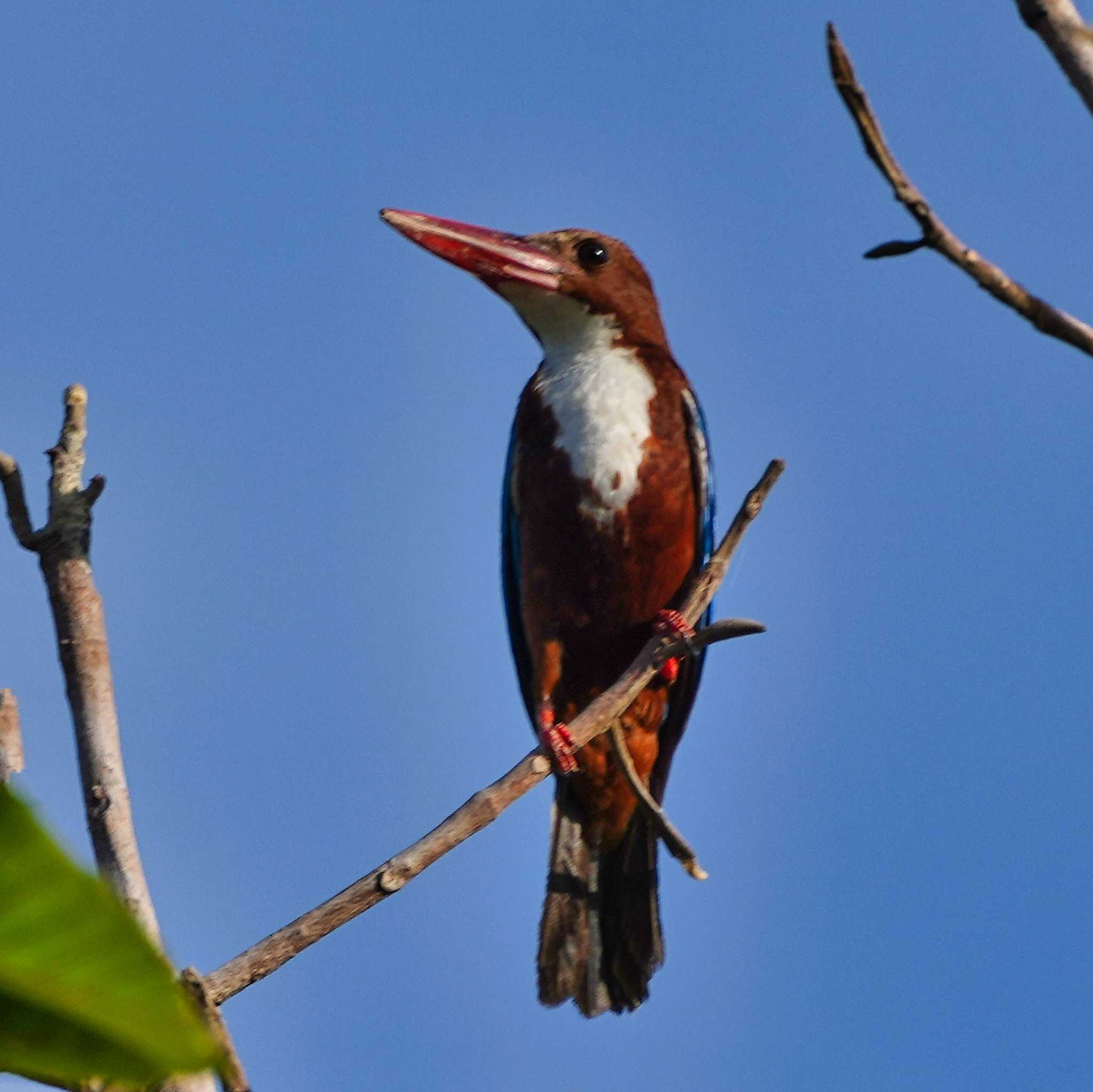 Photo of White-throated Kingfisher at Bang Phra Non-Hunting area by span265