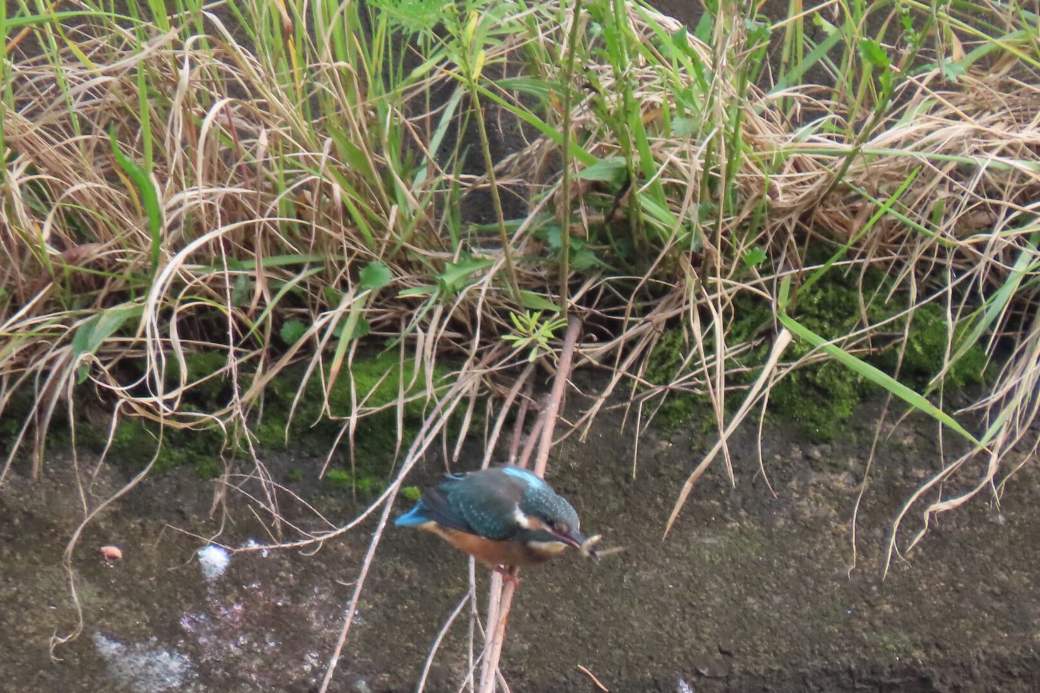 お魚捕まえた！