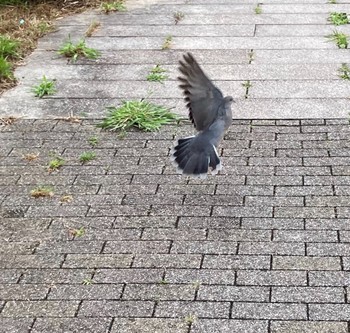 Oriental Turtle Dove 大栗川 Thu, 7/1/2021