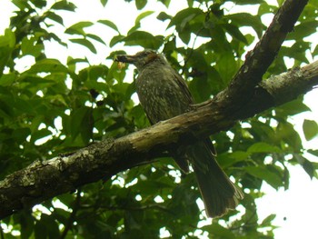 2021年6月27日(日) 箱根の野鳥観察記録