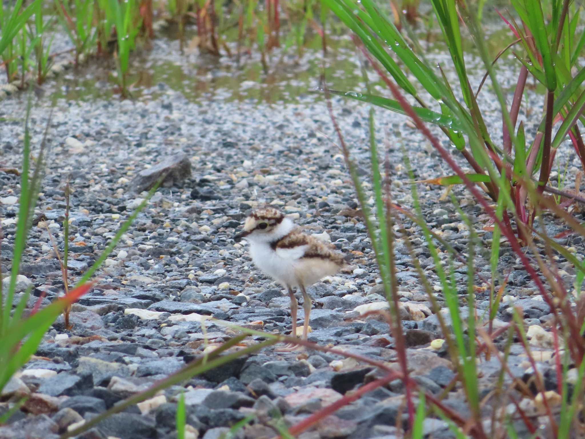 茨城県筑西市 コチドリの写真 by ゆ