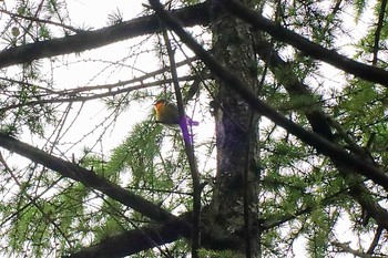 Mon, 7/5/2021 Birding report at 長野県