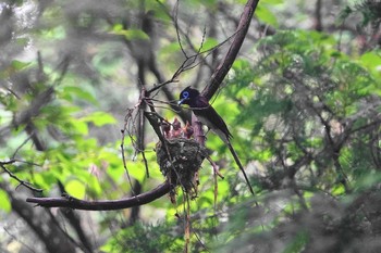 サンコウチョウ 埼玉 2021年7月6日(火)