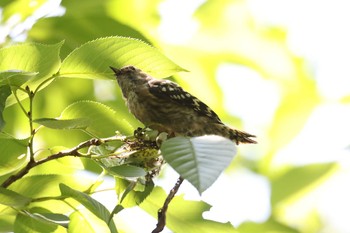 コゲラ 明石公園 2021年5月30日(日)