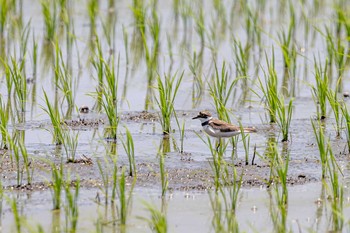 Little Ringed Plover 明石市大久保町 Wed, 6/23/2021